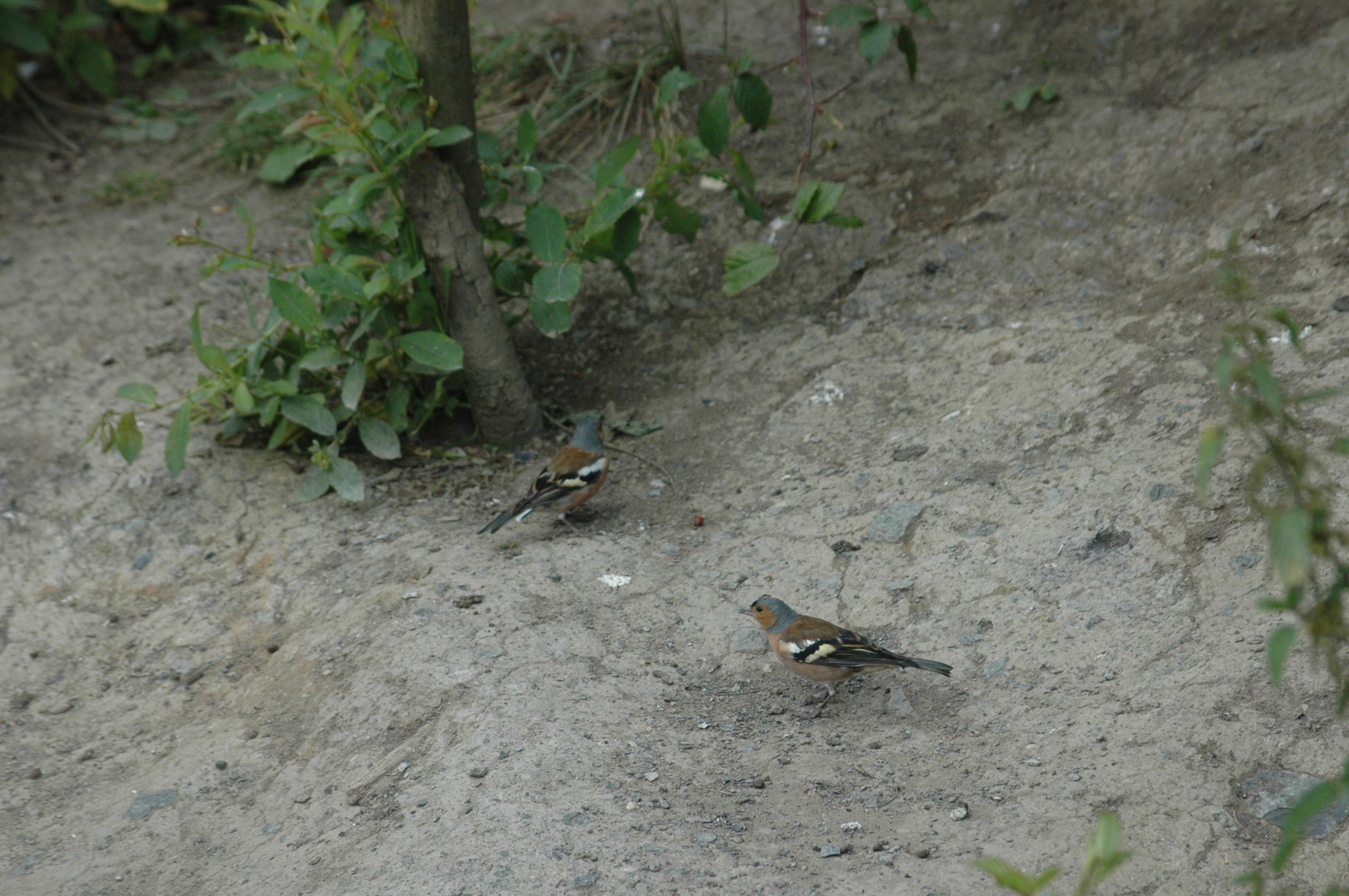 chaffinches